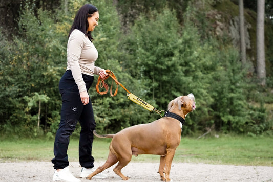Välkommen till Reactive K9! - Reactive K9
