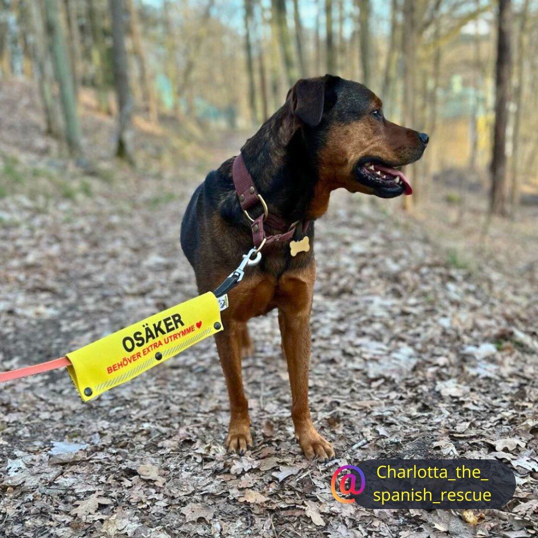 Koppel Sleeve - Osäker - Reactive K9