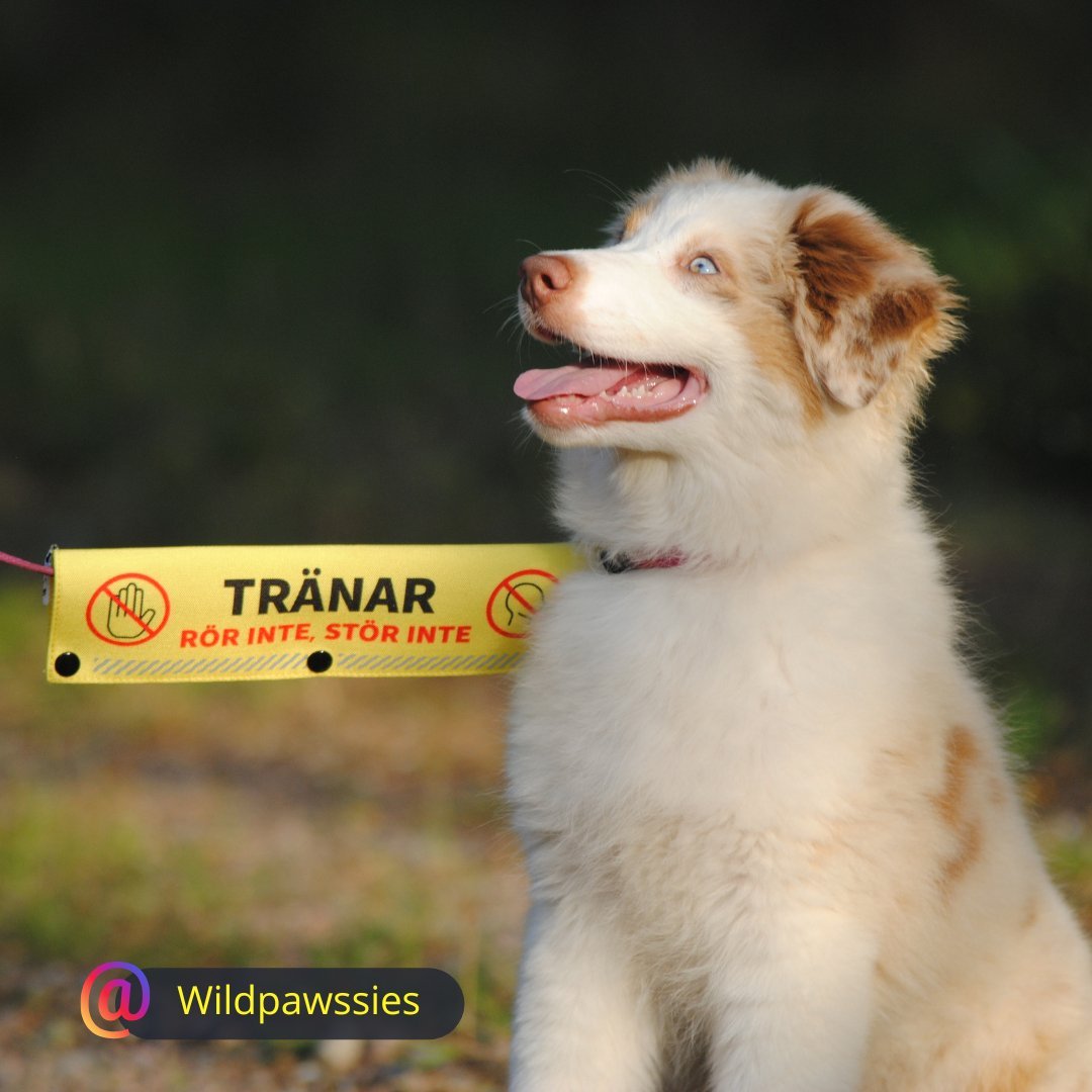 SLEEVE - KOMBO! - Reactive K9