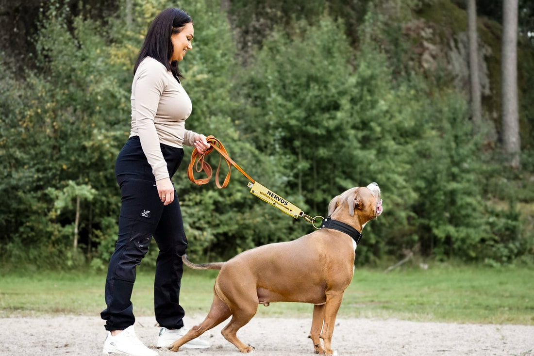 Välkommen till Reactive K9! - Reactive K9