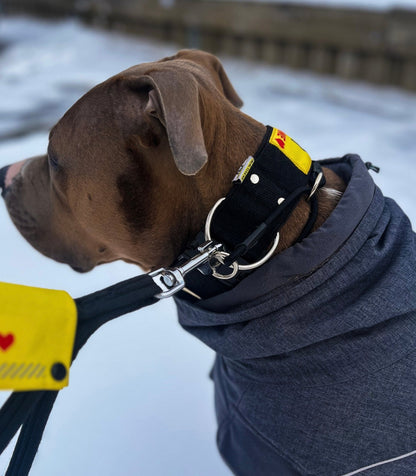 Alac halsband för ökad säkerhet - Reactive K9