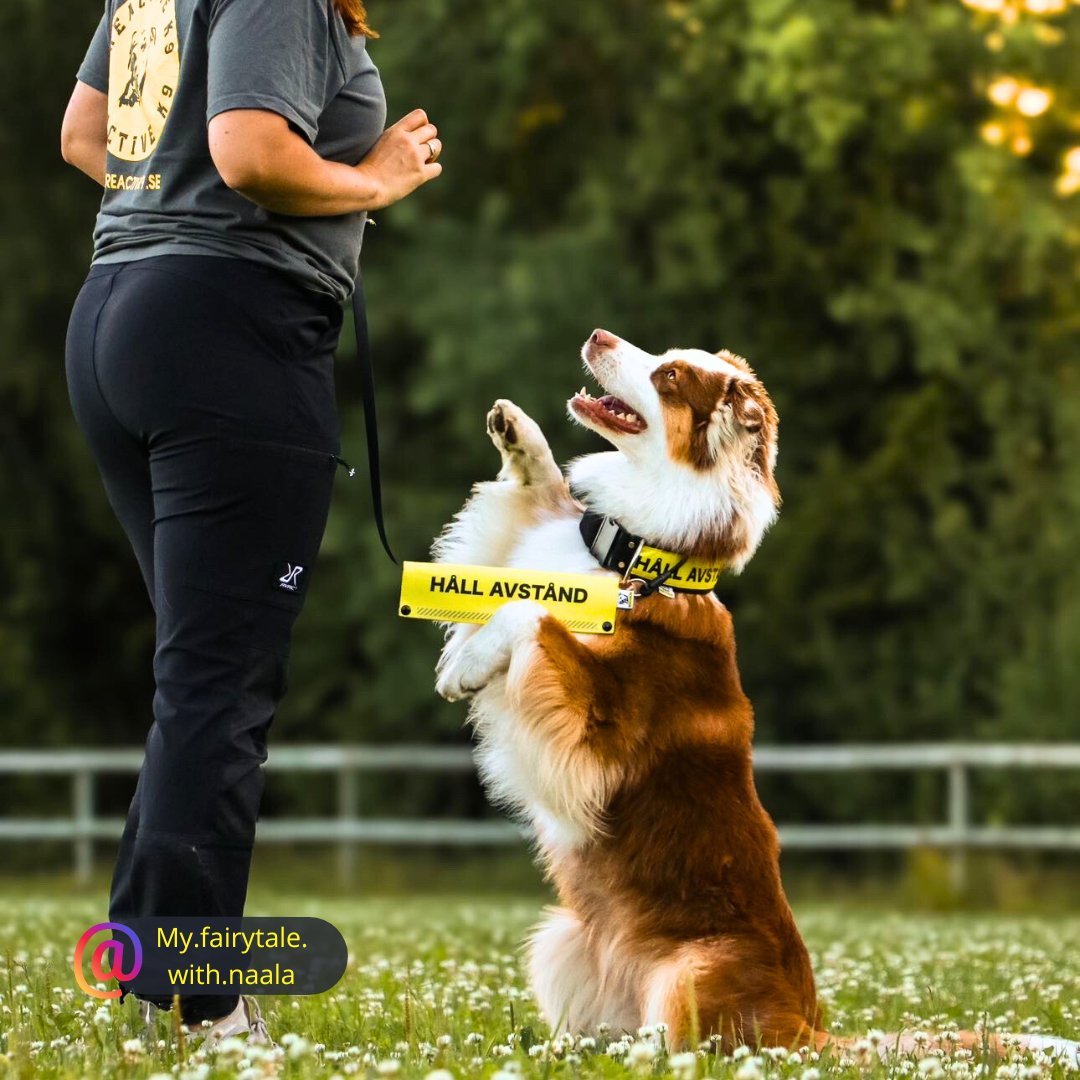 SLEEVE - KOMBO! - Reactive K9